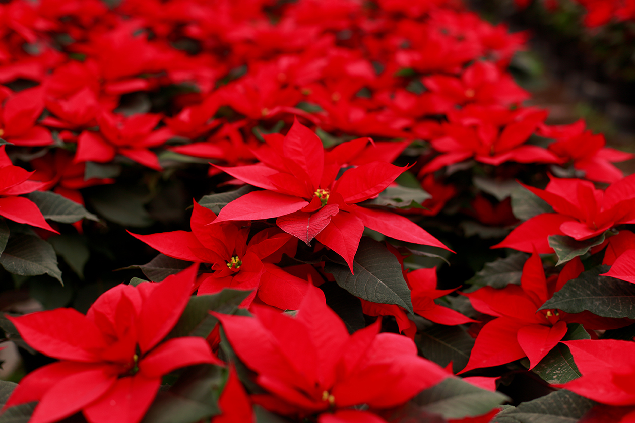 Calvert County MD Christmas Poinsettias