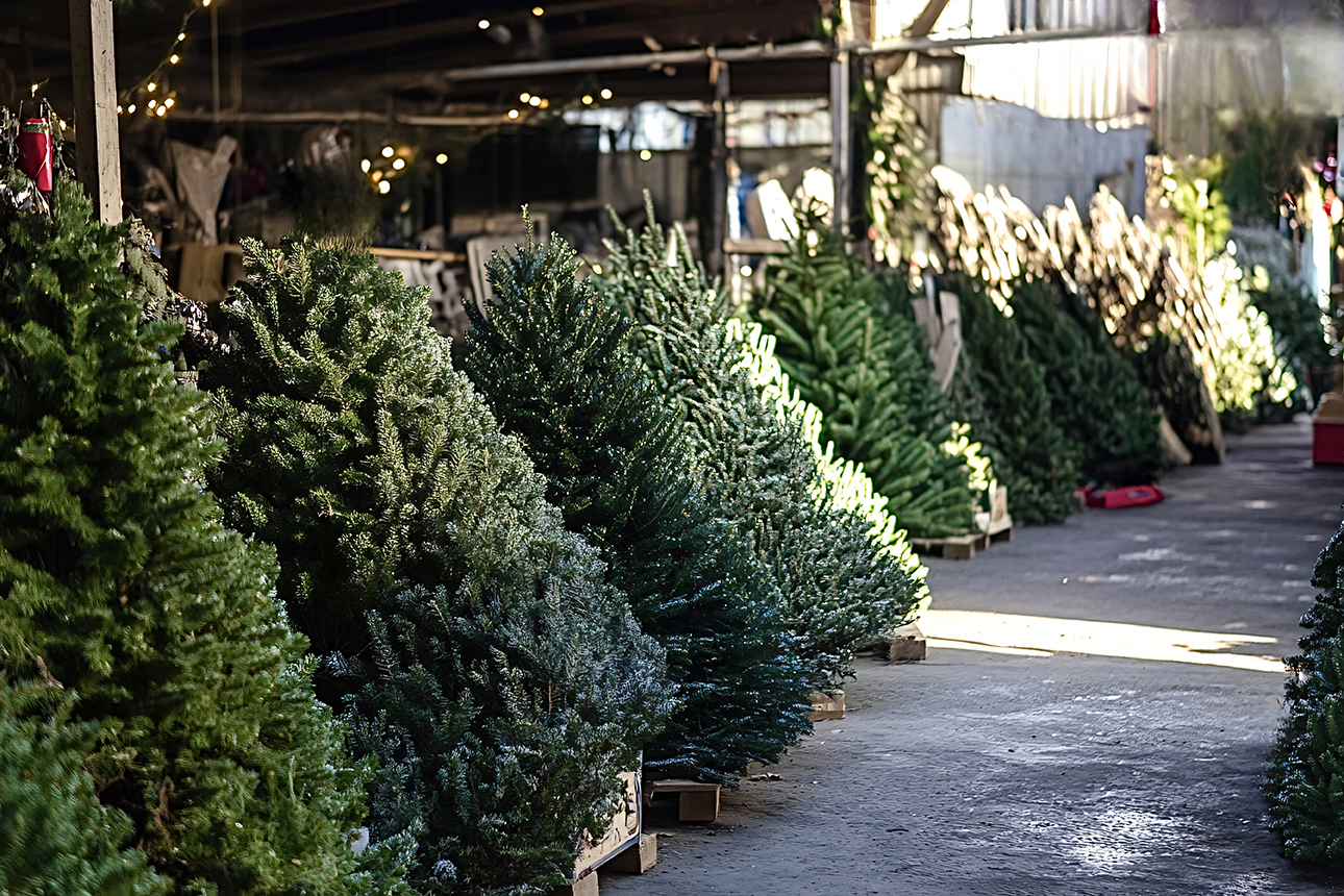 Calvert County MD Christmas Trees