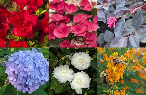 Calvert MD Plant Nursery